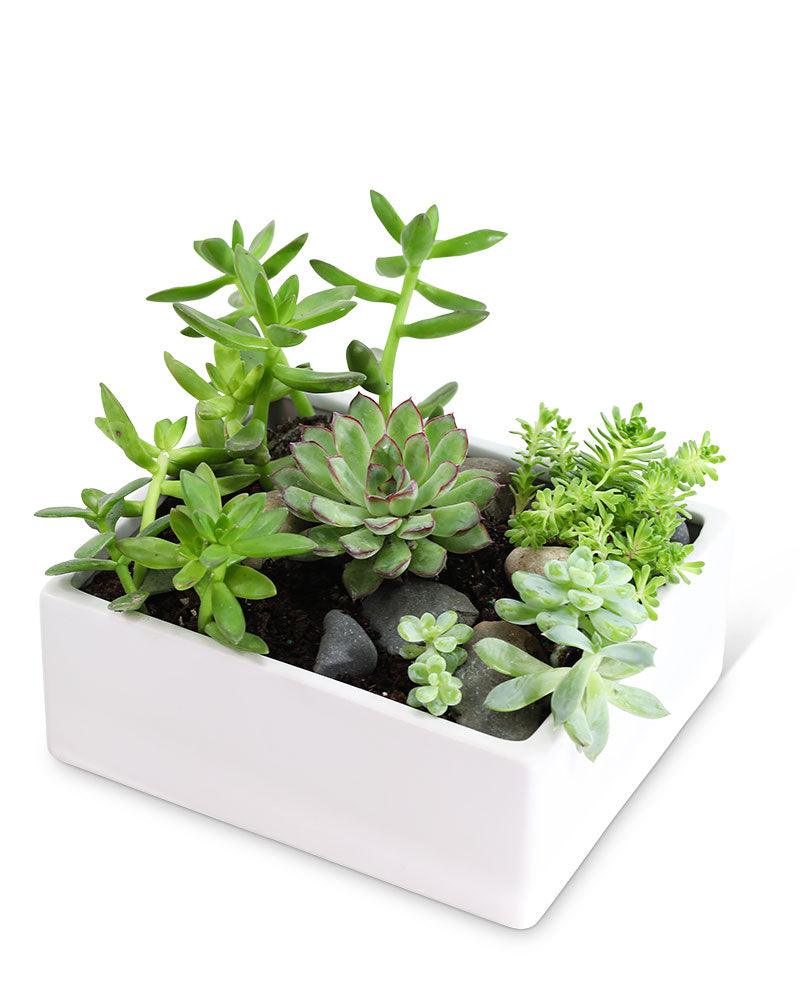 Father's Day - The Floratory