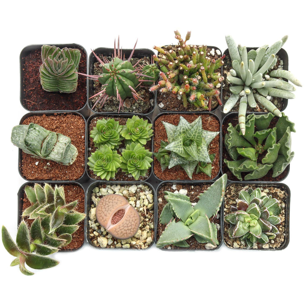 Rare & Unique Succulent 12-Pack (12 Varieties, 2" Pots)