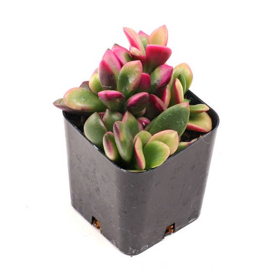 Pink & Purple & Red Succulent 12-Pack (6 Varieties, 2" Pots)