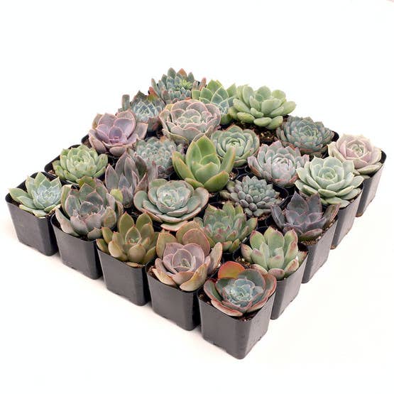 Echeveria 20-Pack (20 Varieties, 2" Pots)