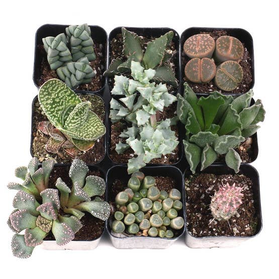 Rare & Unique Succulent 12-Pack (12 Varieties, 2" Pots)