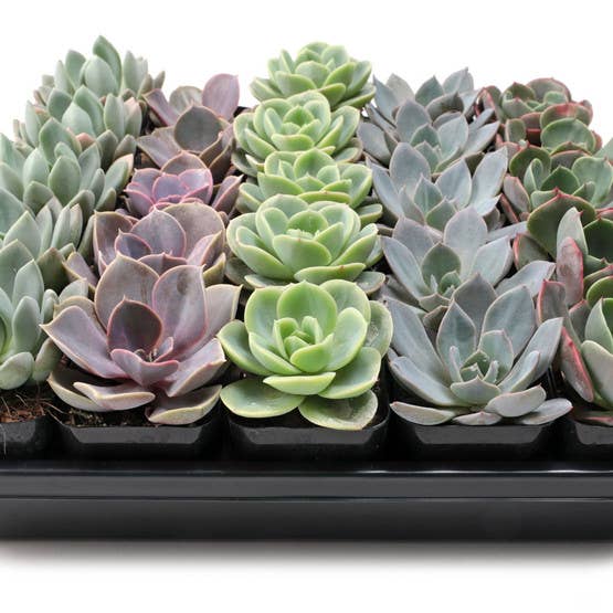 Echeveria Bulk 25-Pack (5 Varieties, 2" Pots)