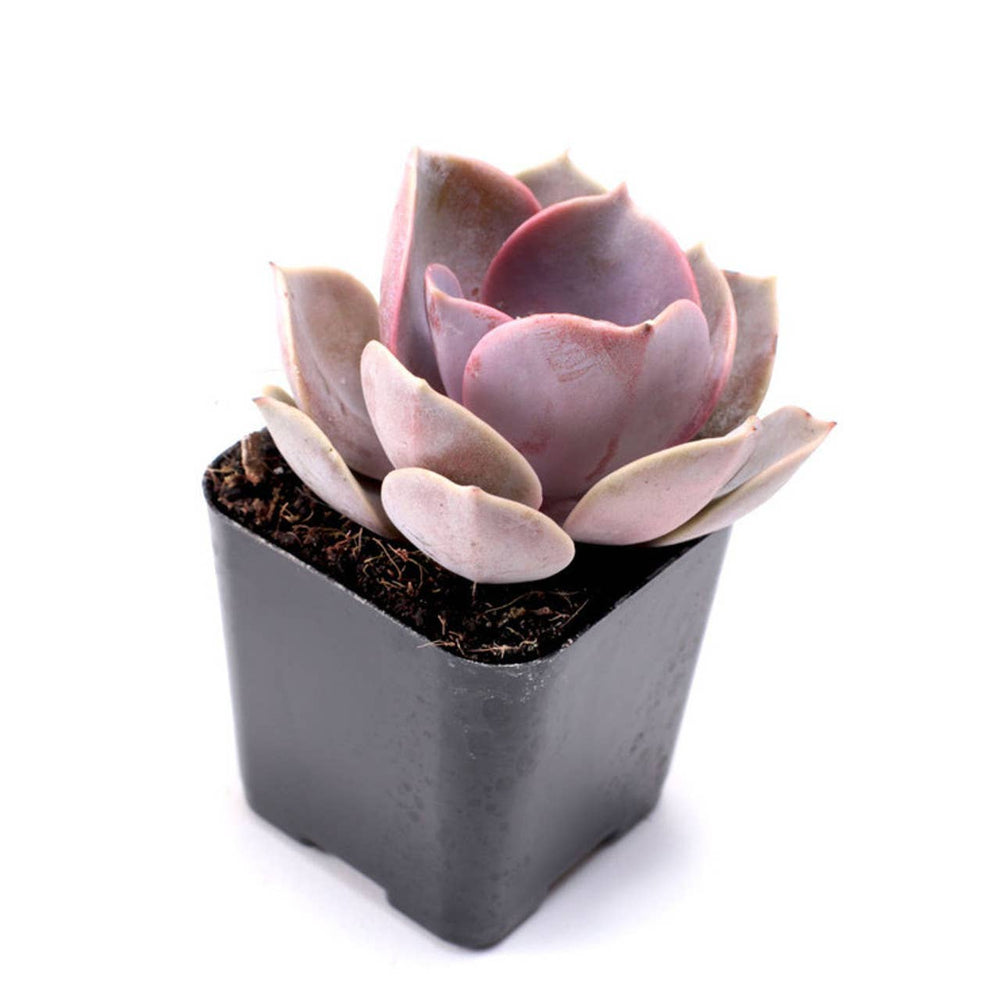 Pink & Purple & Red Succulent 12-Pack (6 Varieties, 2" Pots)