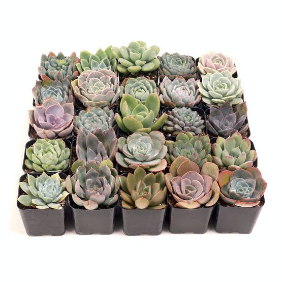 Echeveria 20-Pack (20 Varieties, 2" Pots)