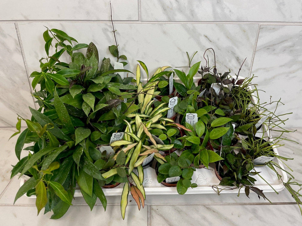 Full Flat of Hoya Plants in 2" Grower Pot -28 Total Plants
