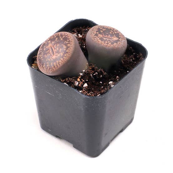 Rare & Unique Succulent 12-Pack (12 Varieties, 2" Pots)