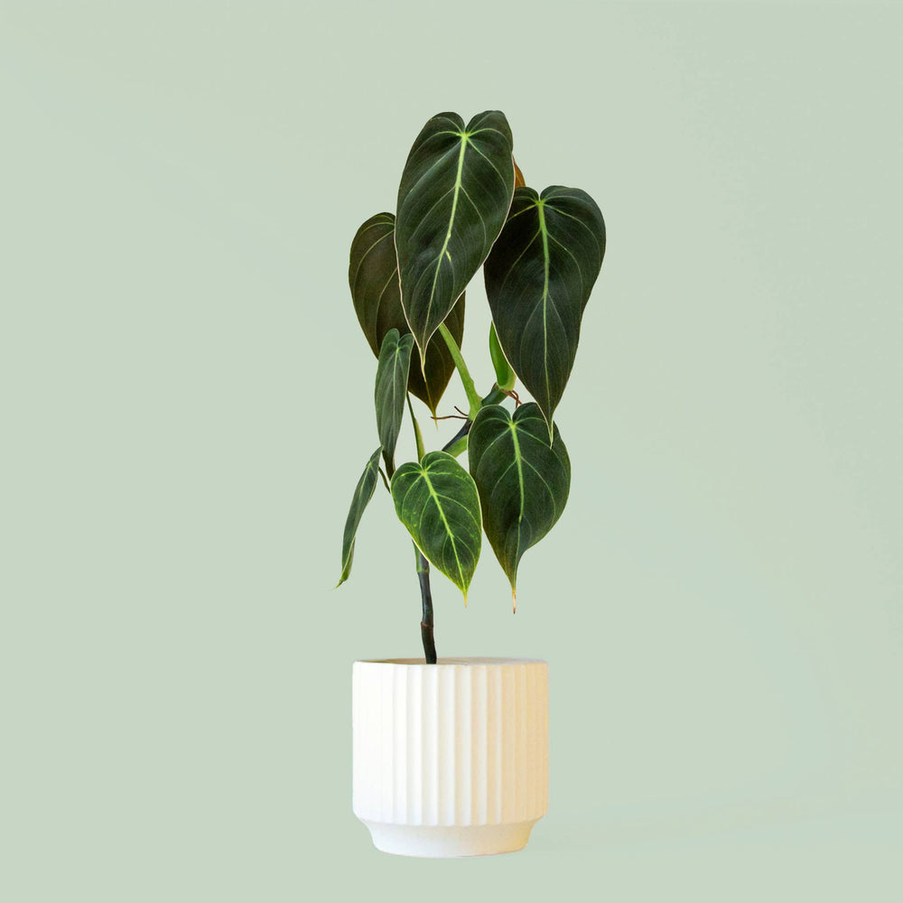 Monroe Planter | Vintage White