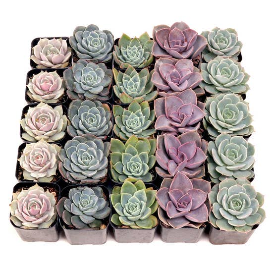 Echeveria Bulk 25-Pack (5 Varieties, 2" Pots)