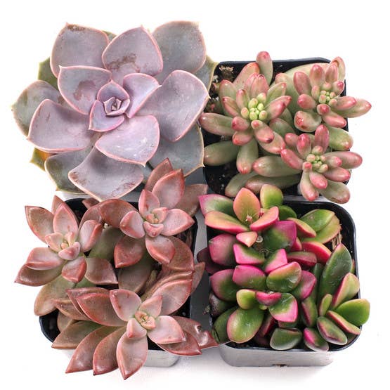 Pink & Purple & Red Succulent 12-Pack (6 Varieties, 2" Pots)