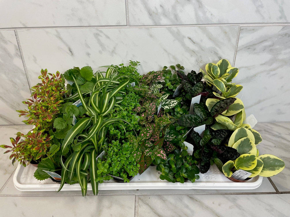 Full Flat of Regular Assorted Plants in 2" Grower Pot -28 Total Plants