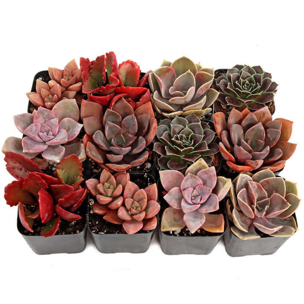 Pink & Purple & Red Succulent 12-Pack (6 Varieties, 2" Pots)