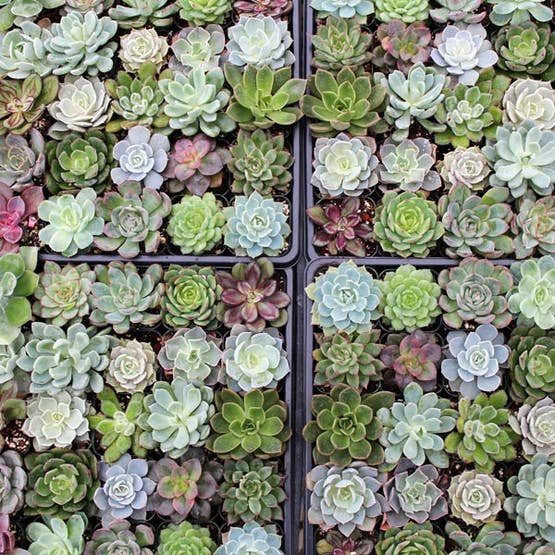 Echeveria 20-Pack (20 Varieties, 2" Pots)