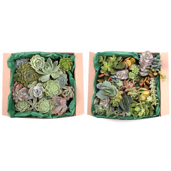Succulent Cuttings Assorted 50-Pack (10+ Varieties, 2"-3")