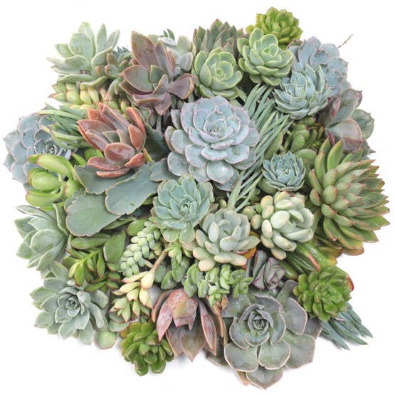 Succulent Cuttings Assorted 50-Pack (10+ Varieties, 2"-3")