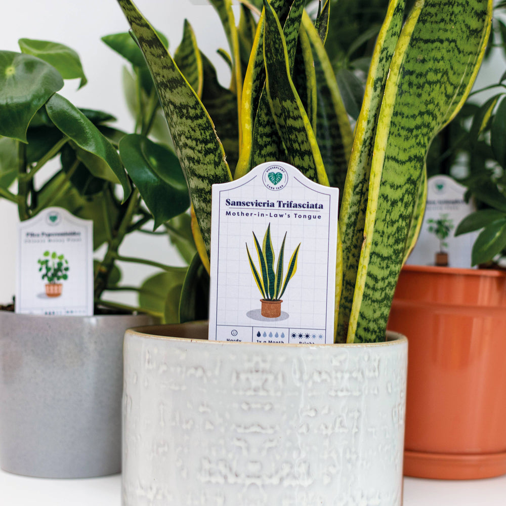 Houseplant Care Tags