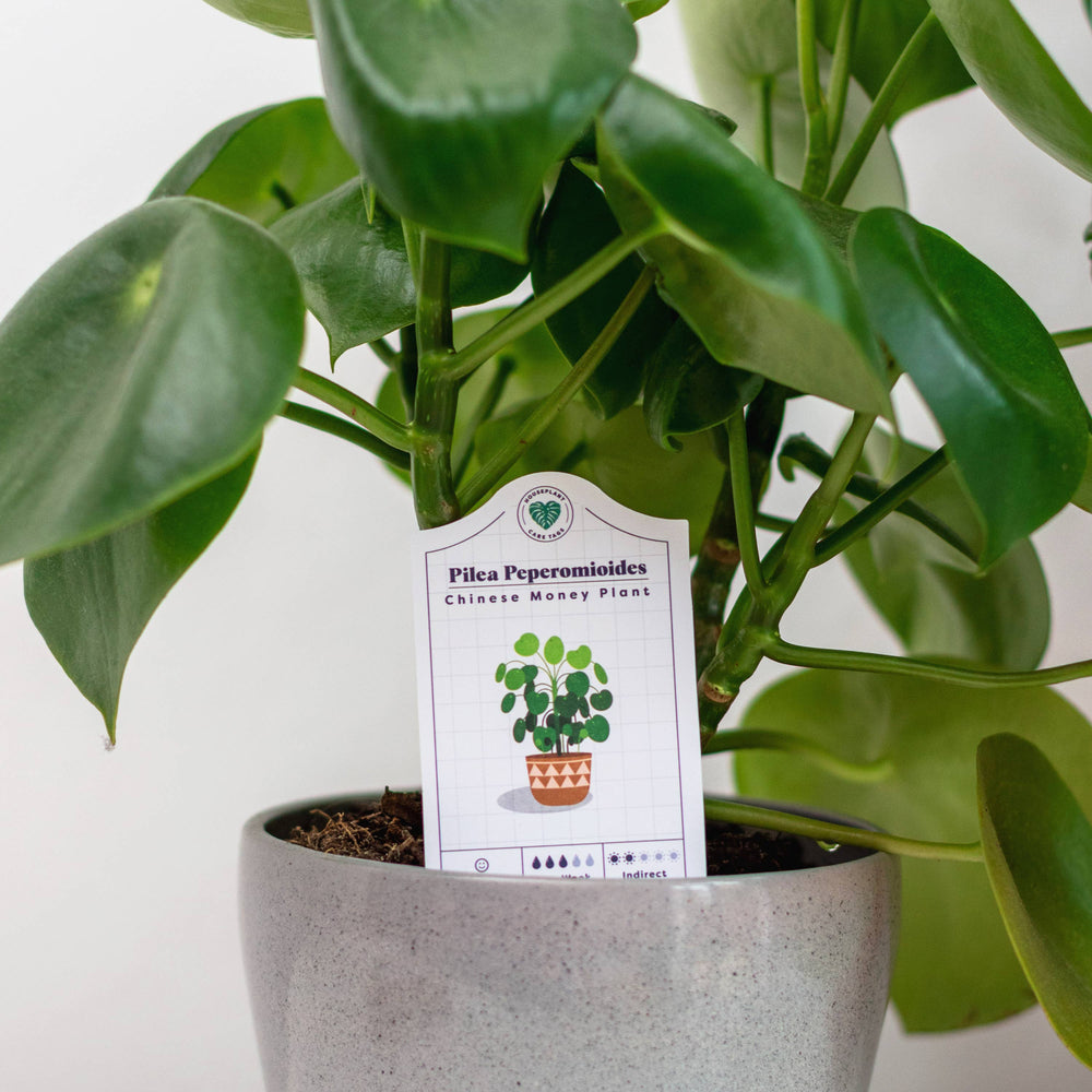 Houseplant Care Tags