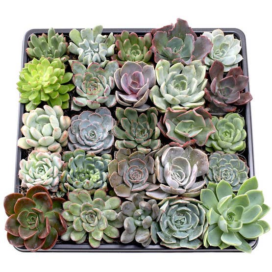 Echeveria 20-Pack (20 Varieties, 2" Pots)
