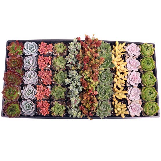Awesome Succulent Sampler - 50 Bulk Succulents - 10 Types - The Floratory