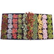 Awesome Succulent Sampler - 50 Bulk Succulents - 10 Types - The Floratory