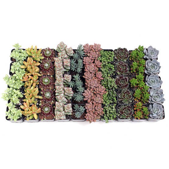 Awesome Succulent Sampler - 50 Bulk Succulents - 10 Types - The Floratory
