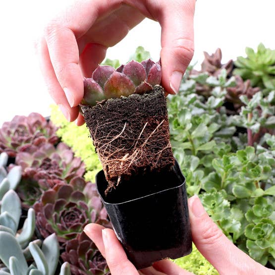 Awesome Succulent Sampler - 50 Bulk Succulents - 10 Types - The Floratory
