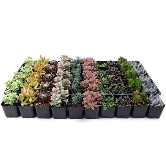 Awesome Succulent Sampler - 50 Bulk Succulents - 10 Types - The Floratory