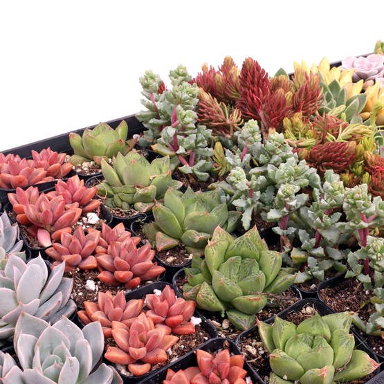 Awesome Succulent Sampler - 50 Bulk Succulents - 10 Types - The Floratory