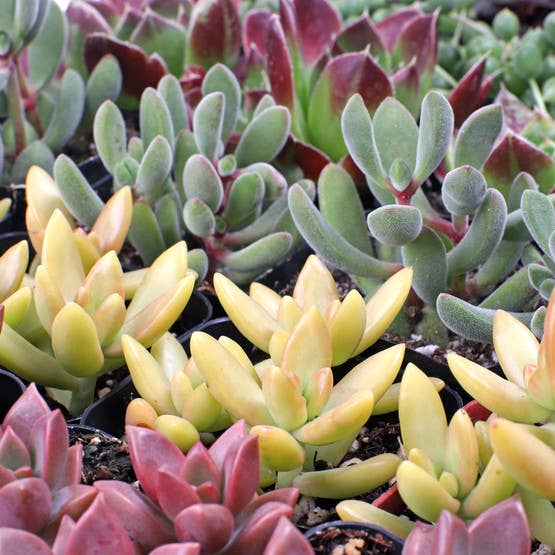 Awesome Succulent Sampler - 50 Bulk Succulents - 10 Types - The Floratory